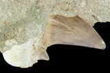 Mackerel Shark (Cretolamna) Tooth Fossil in Rock - Eocene #135861-2